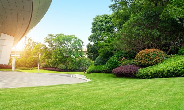 Expertise in Efficient Lawn Maintenance Techniques!