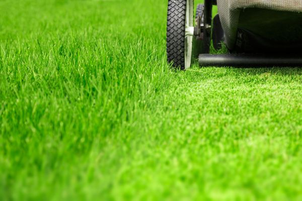 Enhancing Curb Appeal and Green Spaces for Clients!